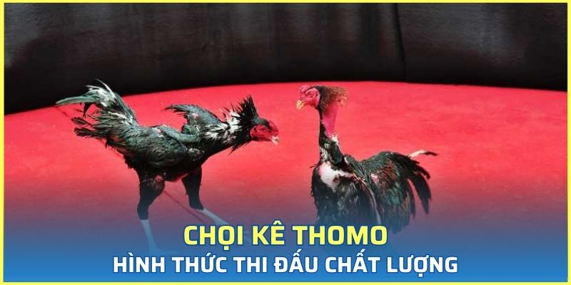 Chọi kê Thomo là loại hình thi đấu cá cược chuyên nghiệp, chất lượng