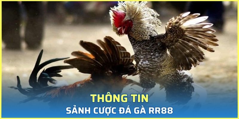 Khái quát thông tin về nền tảng giải trí cá cược đá gà RR88