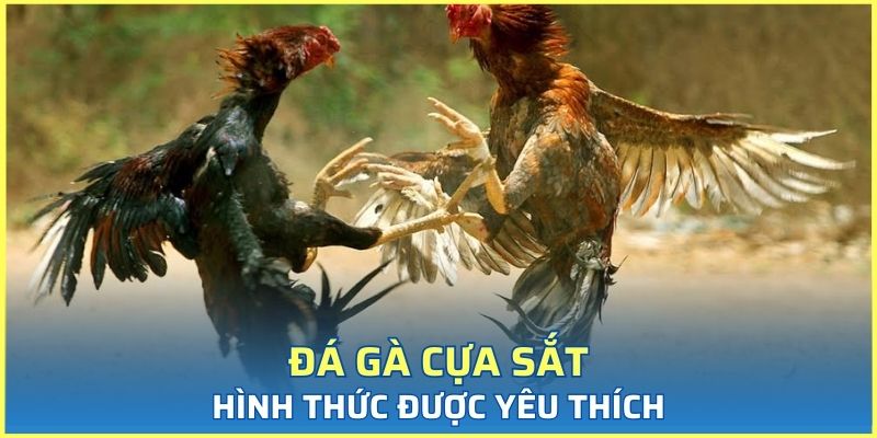 Loại hình thi đấu chọi kê cựa sắt thu hút đa dạng người chơi