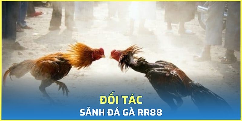Một số đối tác nổi trội tại chuyên mục chọi kê trực tuyến RR88